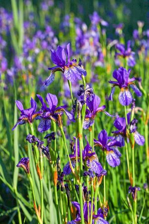 Enns-Altarme bei Niederstuttern 58850 2014-05-26.jpg