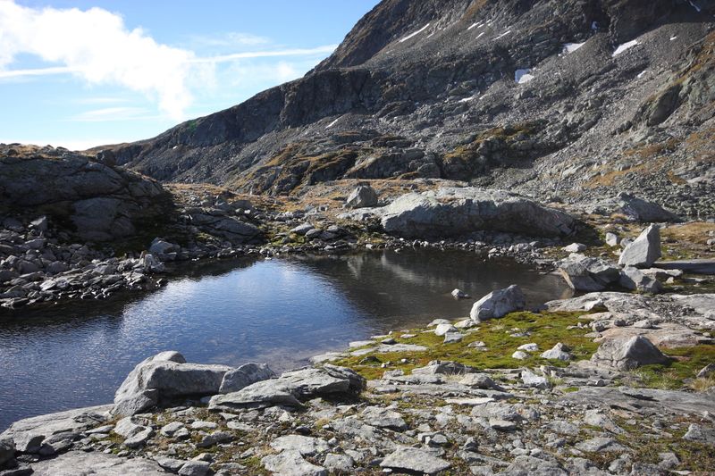 Datei:Goldlacken 0314 2013-10-08.jpg