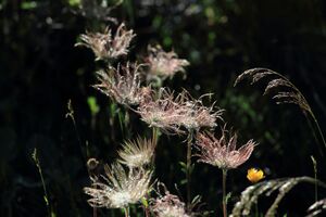 Gumpenkar 53228 2017-07-05.jpg