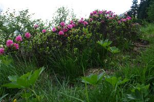 Im Hüttkar 39488 2012-06-29.jpg