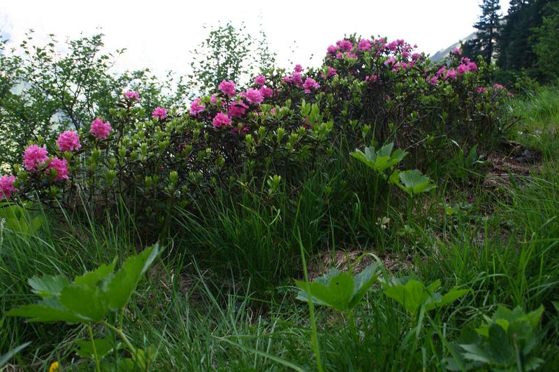 Datei:Im Hüttkar 39488 2012-06-29.jpg