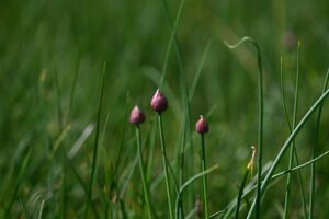 Mößnakar 0860 13-07-12.jpg