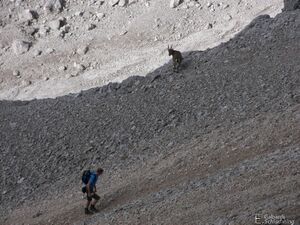 Edelgrieß-steinbock100 9848.jpg