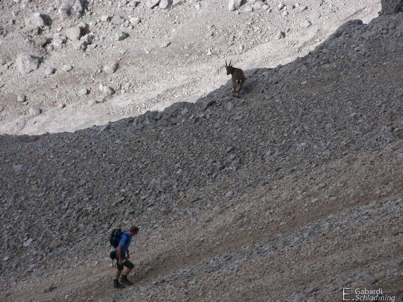 Datei:Edelgrieß-steinbock100 9848.jpg