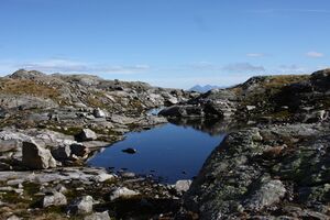 Goldlacken 0320 2013-10-08.jpg