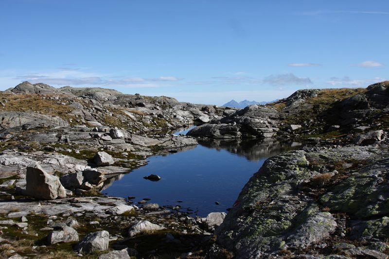 Datei:Goldlacken 0320 2013-10-08.jpg