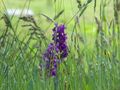 Knabenkraut weitgaßalm 90627 2007-05-25.jpg