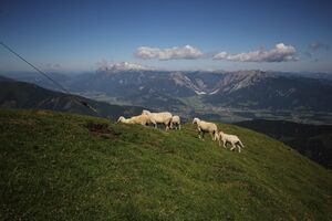 Schafe am gumpeneck 53347 2017-07-05.jpg