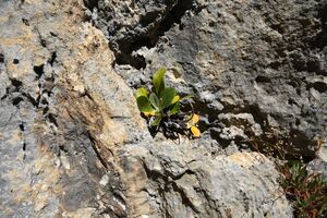 Seetal (Hölltal) 07329 2015-10-12.jpg