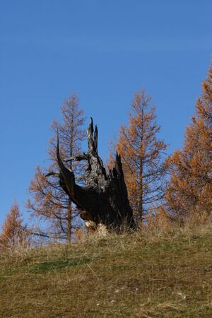 Walcheralm lärchen 11936 2015-11-04.jpg