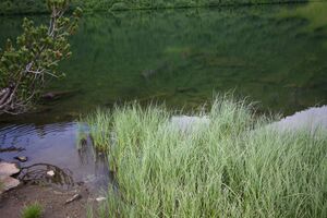 Finsterkarsee 1159 13-07-12.jpg