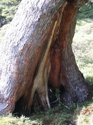 Zirbe im herzmeierkar 15431 2005-07-14.jpg