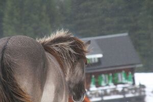 Duisitzkar 0153 2007-09-07.jpg