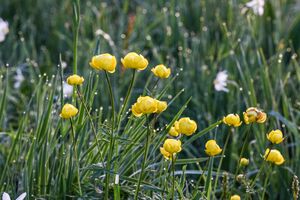 Europaschutzgebiet niederstuttern6216.jpg