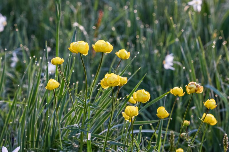 Datei:Europaschutzgebiet niederstuttern6216.jpg