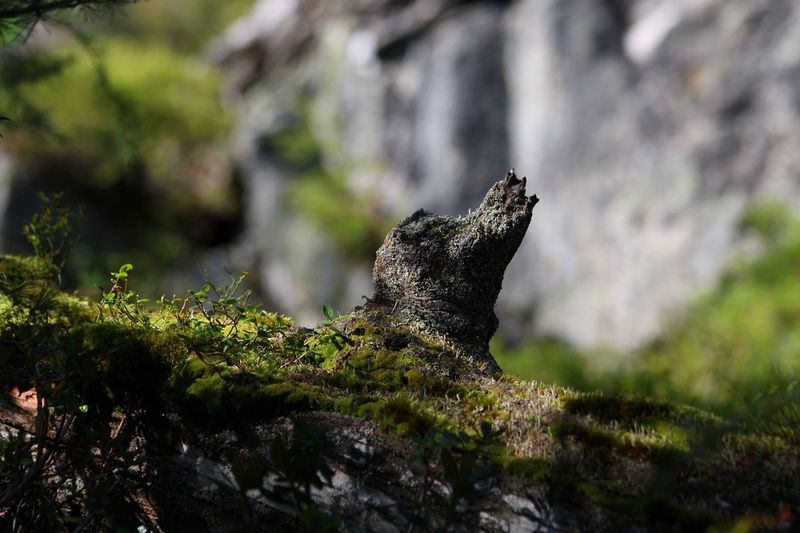 Datei:Gasselseen 36040 2011-08-26.jpg