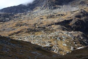 Goldlacken 0493 2013-10-08.jpg