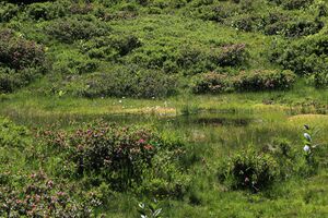 Gumpenkar 53184 2017-07-05.jpg