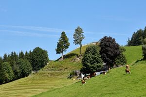 Michaelerberg Ost-0018-2023-08-14.jpg