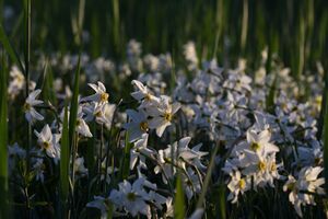 Feuchtwiesen trautenfels6041.jpg