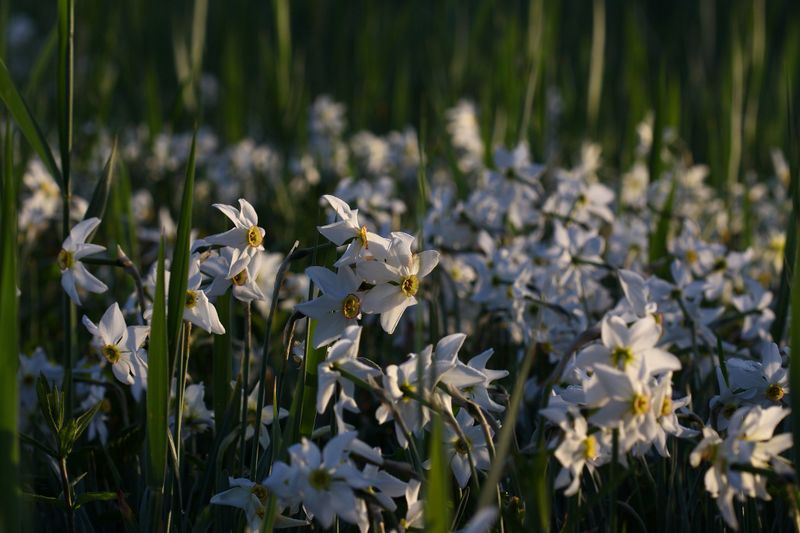 Datei:Feuchtwiesen trautenfels6041.jpg