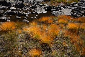 Grünsee-großsölk 1315 2013-09-25.jpg