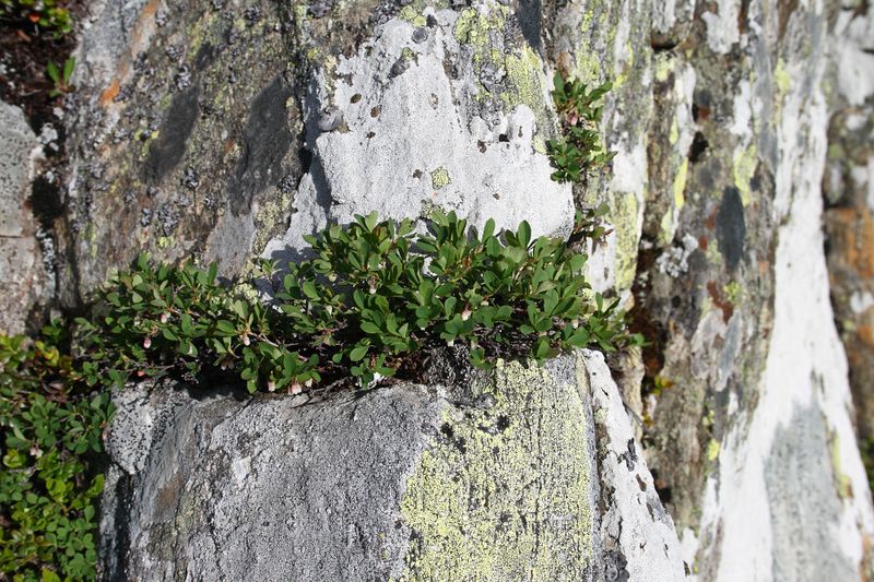 Datei:Im Hüttkar 39507 2012-06-29.jpg