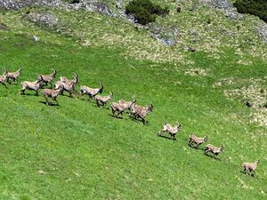 Steinböcke -Gößeck 60048 2014-06-10.JPG