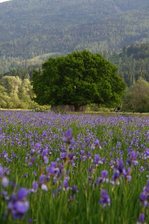 Enns-Altarme Niederstuttern 58407 2014-05-21.jpg