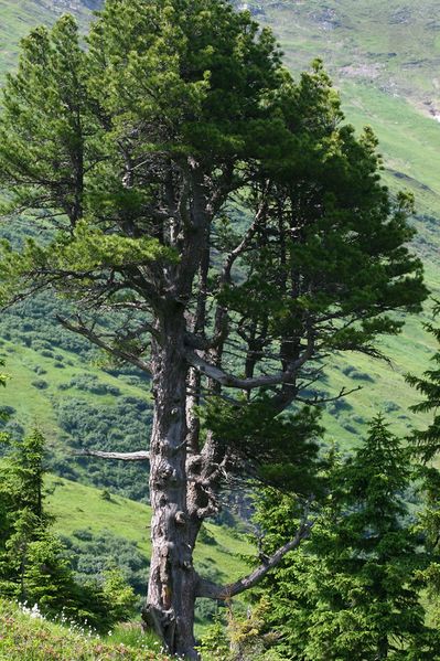 Datei:Mößnakar 0836 13-07-12.jpg