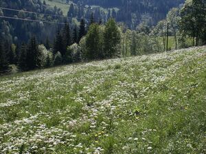 Sattental 42597 2004-05-31.jpg