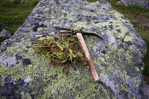 Speikkramperl 1293 13-08-06.jpg