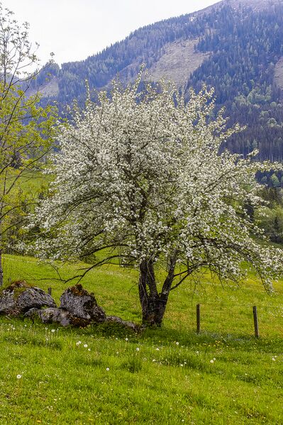 Datei:BH wolfbauer johnsbach-2005-2020-05-18-2.jpg