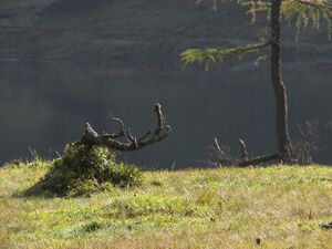 Duisitzkarsee 18171 2006-09-21.jpg