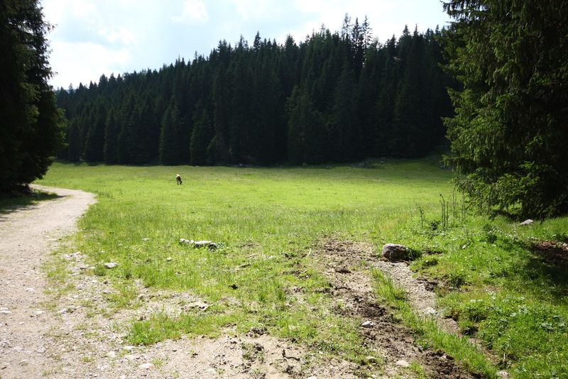 Datei:Eckangerl-viehbergalm 96909 2015-07-16.jpg