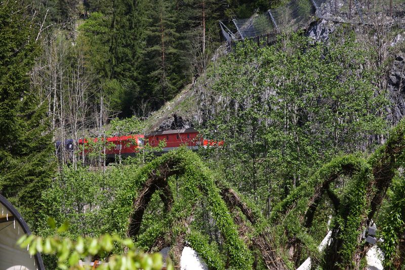 Datei:Weidendom gesäuse 56984 2014-05-05.jpg