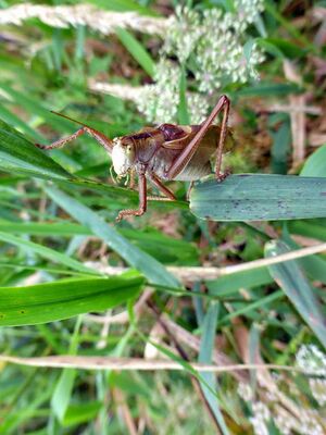 Braunes Heupferd-Tettigonia455.JPG