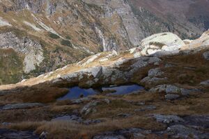 Goldlacken 0492 2013-10-08.jpg