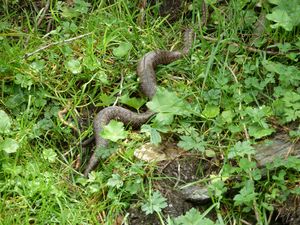 Kreuzotter, Krumltal 3.jpg