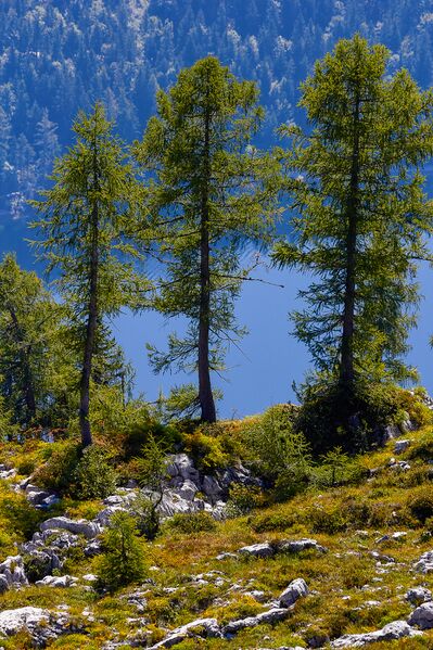 Datei:Altausseersee-am loser-0133-2021-09-10.jpg