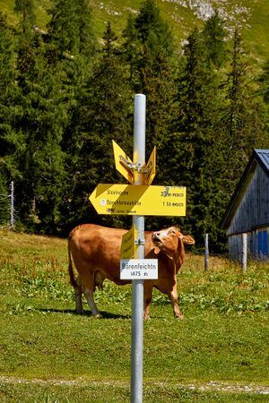 Bärenfeichtenalm-3173-2021-08-03.jpg