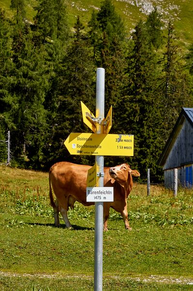 Datei:Bärenfeichtenalm-3173-2021-08-03.jpg