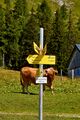 Bärenfeichtenalm-3173-2021-08-03.jpg