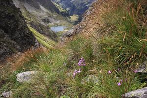 Falkenscharte graunock 57455 2017-08-22.jpg