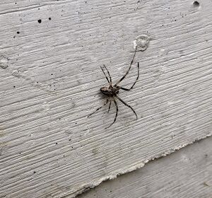 Kreuzspinne230255.JPG