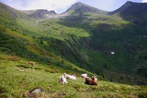 Mahdfeld großsölk 32517 2013-07-09.jpg
