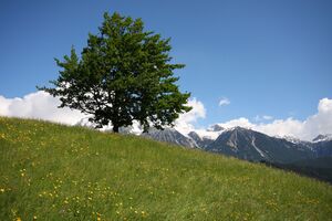 Rohrmoos 25057 2009-05-29.jpg