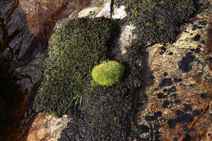 Goldlacken 0460 2013-10-08.jpg