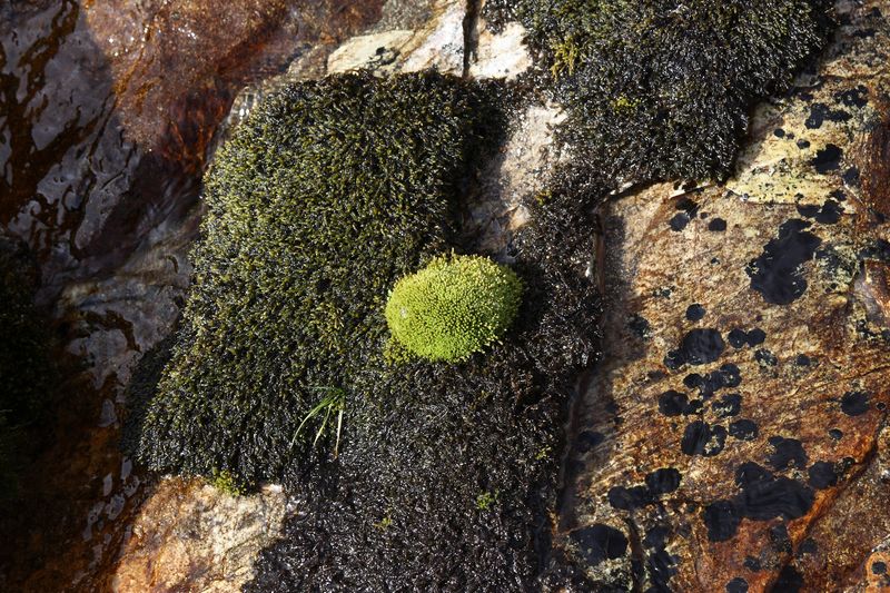 Datei:Goldlacken 0460 2013-10-08.jpg