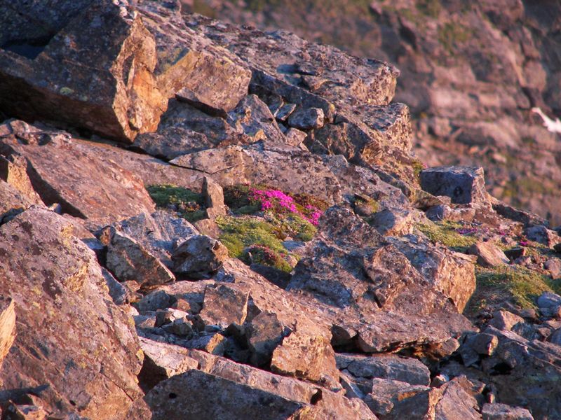 Datei:Hochgolling sunrise 16380 2006-07-05.jpg